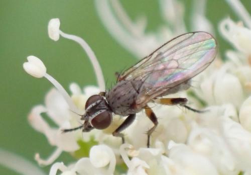 Réf. 326 745 : Coenosia octopunctata